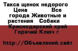 Такса щенок недорого › Цена ­ 15 000 - Все города Животные и растения » Собаки   . Краснодарский край,Горячий Ключ г.